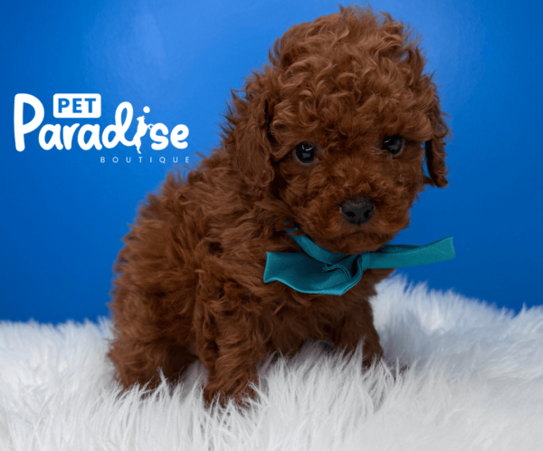 Toy Poodle, Theo 3