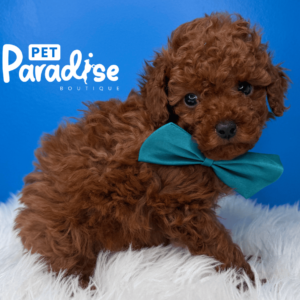 Toy Poodle, Theo