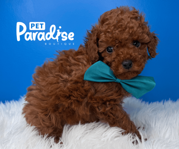 Toy Poodle, Theo