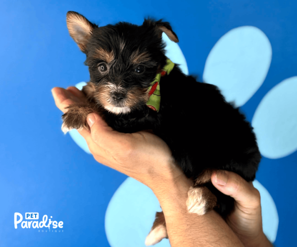 Yorkie, Carlitos 1