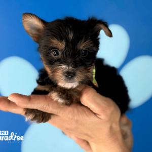 Yorkie, Carlitos