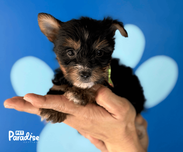 Yorkie, Carlitos