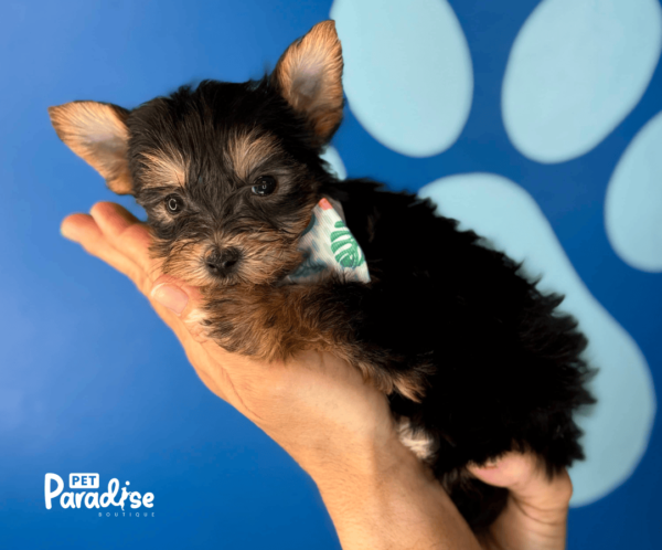 Yorkie, Diego 1