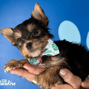 Yorkie, Diego 2