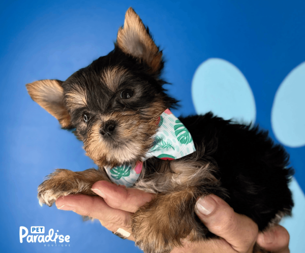 Yorkie, Diego 2
