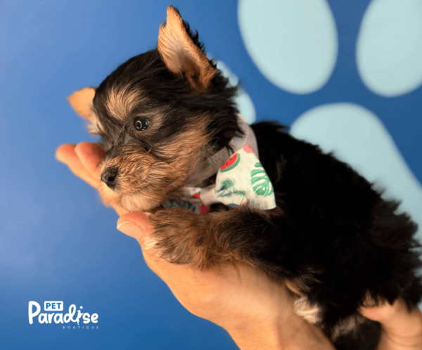 Yorkie, Diego