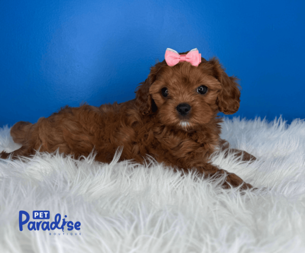 cavapoo, yuri 1