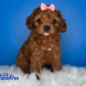 cavapoo, yuri 2