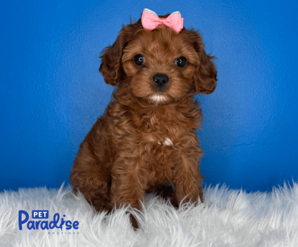 cavapoo, yuri 2