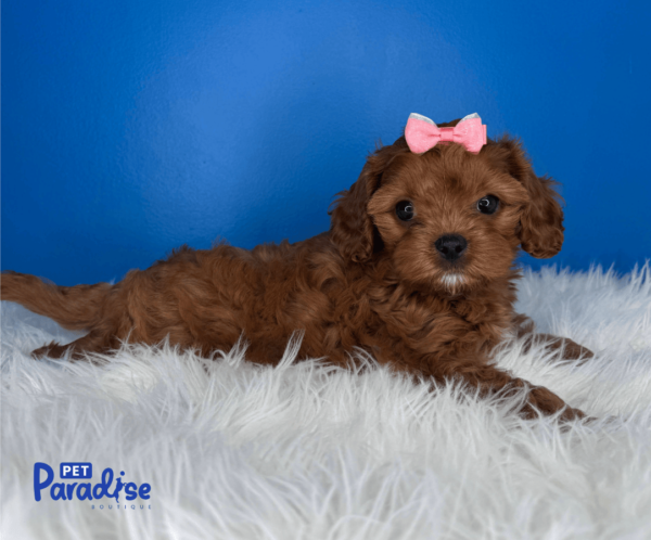 cavapoo, yuri