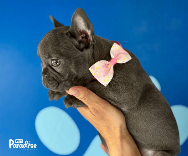 french bulldog, Mickaela 1