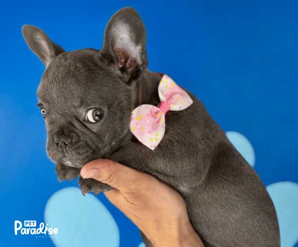 french bulldog, Mickaela 2