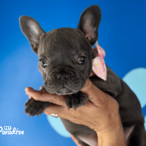 french bulldog, Mickaela