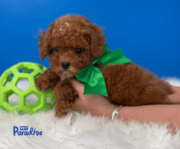 maltipoo, martin 1
