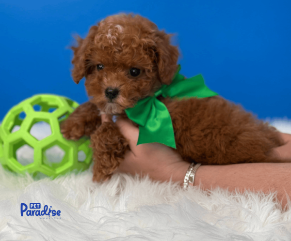 maltipoo, martin