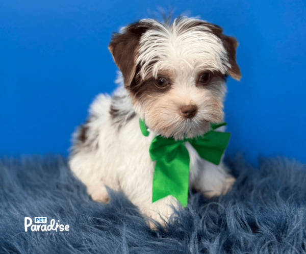 yorkie, tedy
