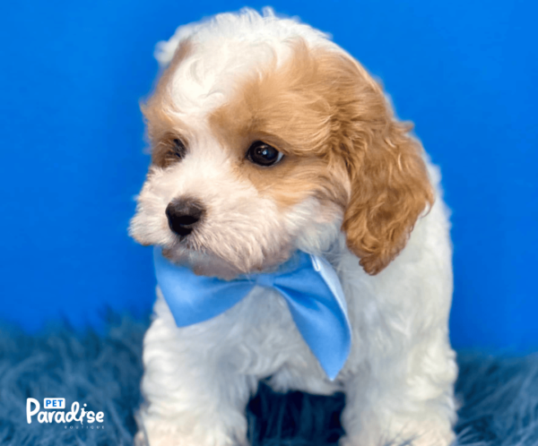 Cavapoo, Ale 1