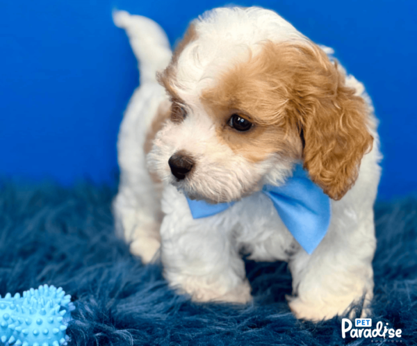 Cavapoo, Ale 2
