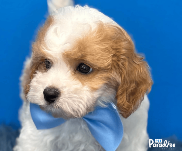 Cavapoo, Ale 3
