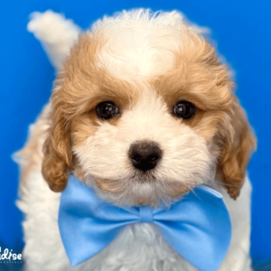 Cavapoo, Ale