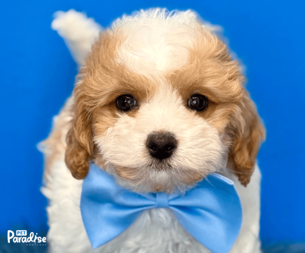 Cavapoo, Ale