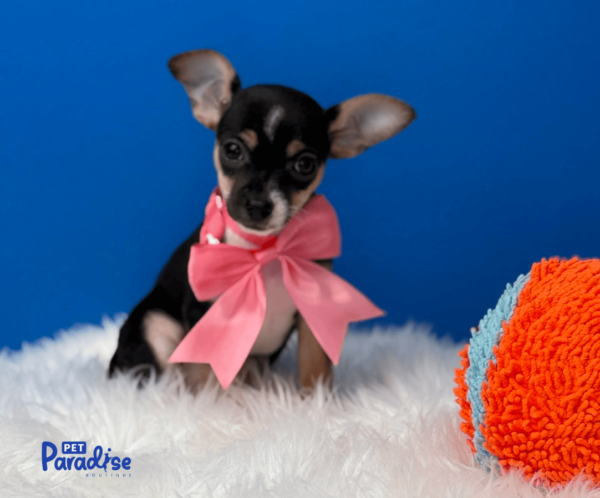 Chihuahua, Eimy 1