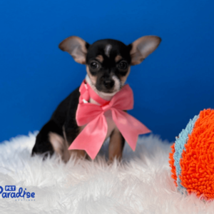Chihuahua, Eimy
