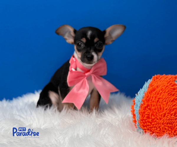 Chihuahua, Eimy