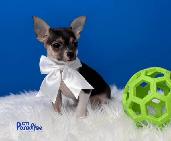 Chihuahua, Taquito 1