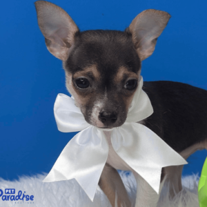 Chihuahua, Taquito 2