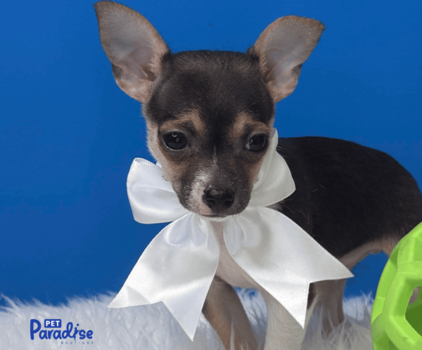 Chihuahua, Taquito 2