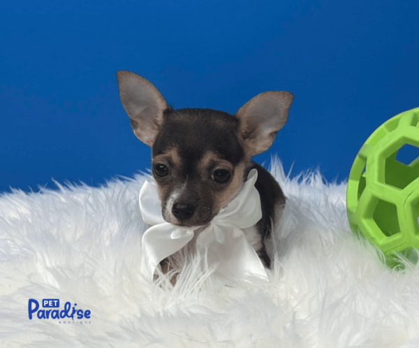 Chihuahua, Taquito