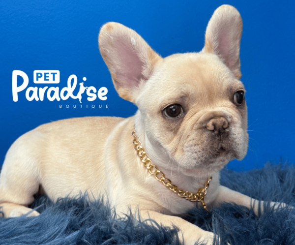 French Bulldog, Copito 1