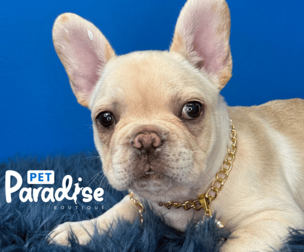 French Bulldog, Copito 2