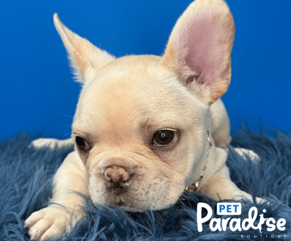 French Bulldog, Copito 3