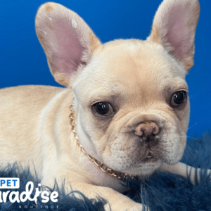 French Bulldog, Copito
