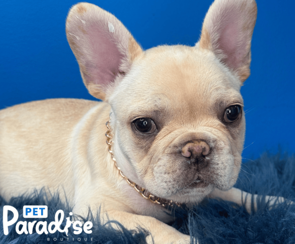 French Bulldog, Copito