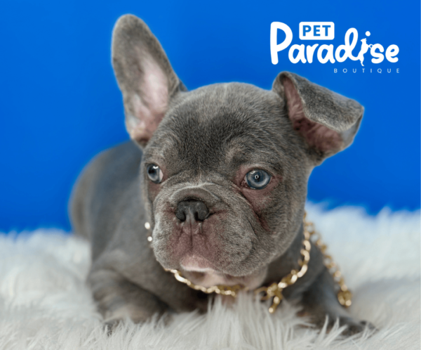 French Bulldog, Flopy 2