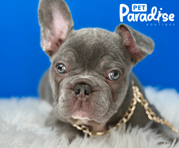 French Bulldog, Flopy 3