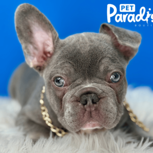 French Bulldog, Flopy
