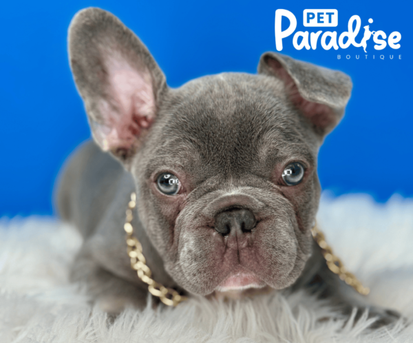 French Bulldog, Flopy