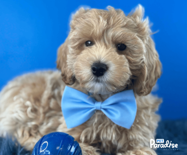 Goldendoodle, Buddy 1