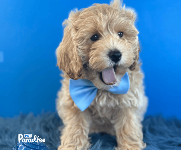 Goldendoodle, Buddy 2