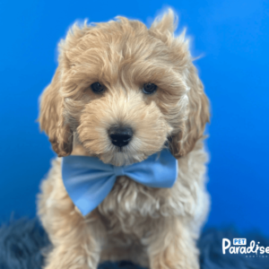 Goldendoodle, Buddy 3
