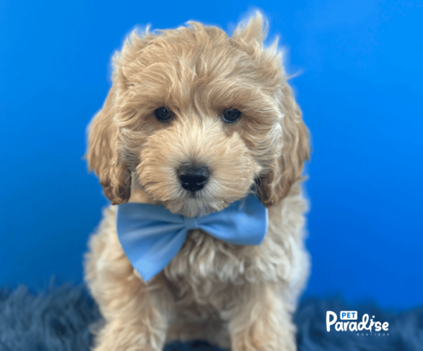 Goldendoodle, Buddy 3