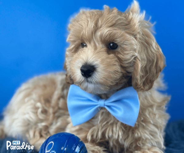 Goldendoodle, Buddy