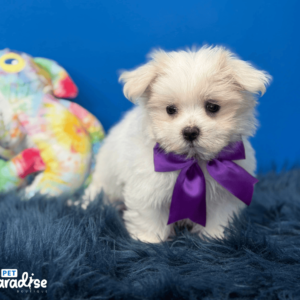 Maltese, Abby 1