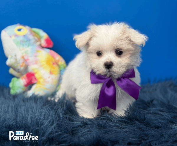 Maltese, Abby 1