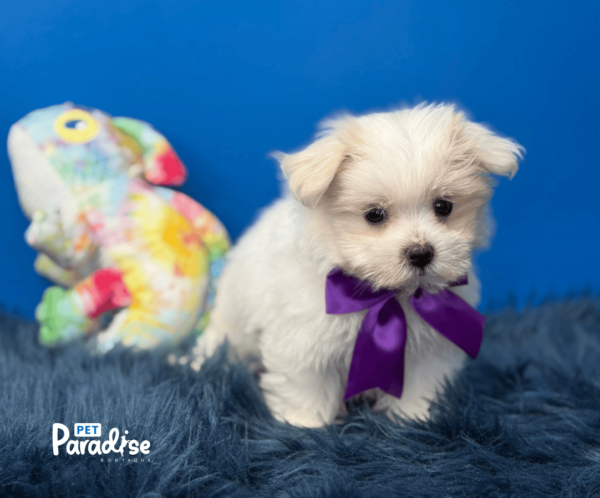 Maltese, Abby