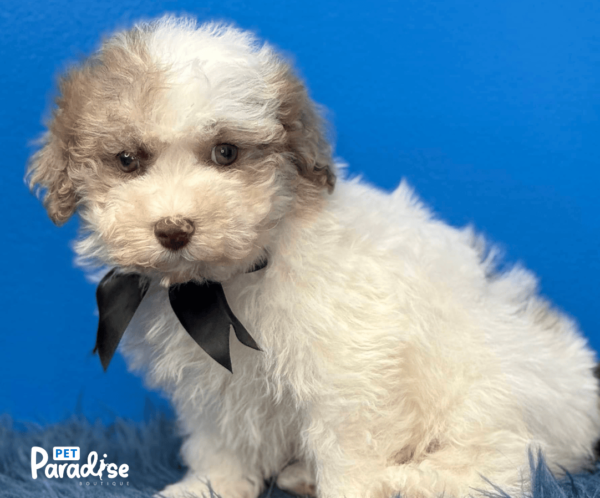 Shihpoo, Danny 1
